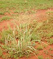 Image 12Native millet, Panicum decompositum, was planted and harvested by Indigenous Australians in eastern central Australia. (from History of agriculture)