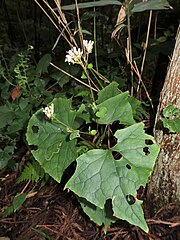 茎の上部はジグザクに伸長する。