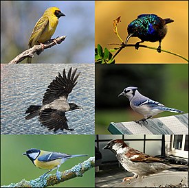 1-й столбец: чернолобый ткач, серая ворона и большая синица; 2-й столбец: палестинская нектарница, голубая сойка и домовый воробей