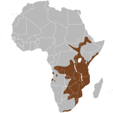 Potamochoerus larvatus map.svg