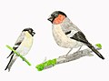 (right, compared to the extant Azores bullfinch)