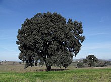 Quercus suber Tuscany.jpg
