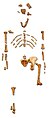 Lucy, fossile dAustralopithecus afarensis