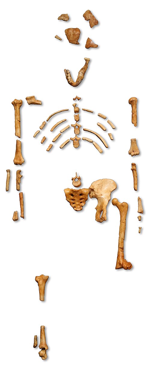 Reconstruction of the fossil skeleton of "Lucy" the Australopithecus afarensis