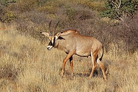 Roan antelope