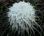 Saussurea gossypiphora (Himalaya)