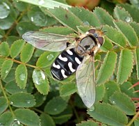 pestřenka hrušňová (Scaeva parastri)