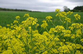 Colza (Brassica napus).