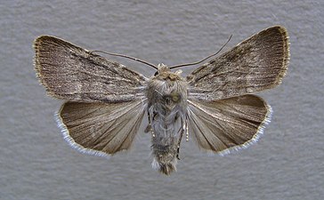 Skiffergrått jordfly, Standfussiana lucernea