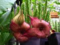 Vrste iѕ roda Stapelia (Apocynaceae)