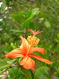 Miniatura para Hibiscus kokio