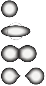 The stages of binary fission in a liquid drop model. Energy input deforms the nucleus into a fat "cigar" shape, then a "peanut" shape, followed by binary fission as the two lobes exceed the short-range nuclear force attraction distance, and are then pushed apart and away by their electrical charge. In the liquid drop model, the two fission fragments are predicted to be the same size. The nuclear shell model allows for them to differ in size, as usually experimentally observed. Stdef2.png