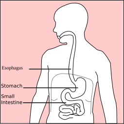 Stomach diagram in Inkscape.