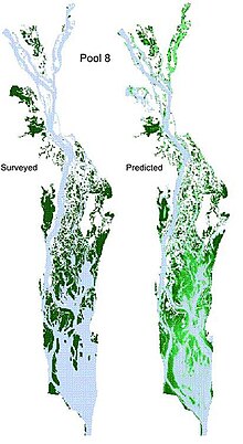 Surveyed (left) and predicted (right) distributions of submersed aquatic vegetation distribution Upper Mississippi River in 1989. The survey data were from the land cover/land use geographic information created by the U.S. Geological Survey Upper Midwest Environmental Sciences Center on the basis of interpretation of aerial photography of 1989. Submersed Aquatic Veg prediction1.JPG