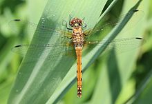 Sympetrum darwinianum