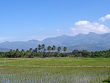 A flooded rice field in Tamil Nadu. Rice paddies are a favoured winter feeding ground for ruff