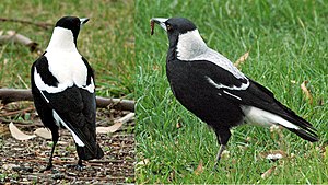 Pair of Tasmanian Magpies, Gymnorhina tibicen ...