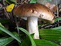 !!Tricholoma pessundatum!!