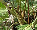 Vruchten van Gunnera manicata