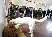 Dog being Trained for Drug Detection in US Navy US Navy 101108-N-8546L-040 Chief Master-at-Arms Nick Estrada, left, a U.S. Navy military working dog handler from Orange, Calif.jpg