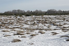 Abruka in de winter