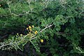 Vachellia nilotica subsp. kraussiana