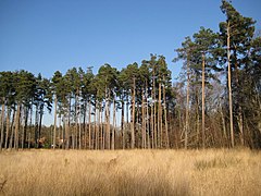 Whitmoor Common - geograph.org.uk - 696832.jpg