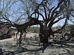 Wickenburg Vulture Mine-Hanging Tree.jpg