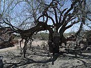 Vulture City Hanging Tree where 18 unforunate souls met their fate.