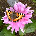 Aglais urticae, Dahlia