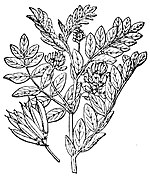 Astragalus glycephyllus.