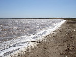 Озеро Сасик-Сиваш у липні 2006 р.