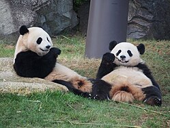 Pandapärchen