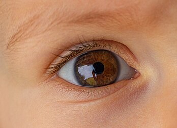 L’œil d'un enfant, couleur noisette. (définition réelle 2 631 × 1 900)