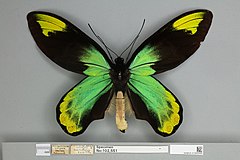 Ornithoptera victoriae regis macho, vista dorsal