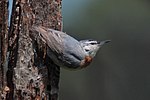 Sittelle de Krüper mâle photographiée dans une forêt de pins de l'île de Lesbos (Grèce).