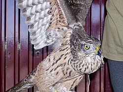 250px-Accipiter_gentilis_f_juv_captive.jpg