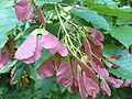 Tatár juhar (Acer tataricum)