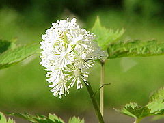 Actaea rubra[англ.]