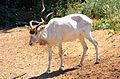 Mendesantilope (Addax nasomaculatus)