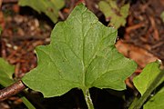 Upper surface of the leaf