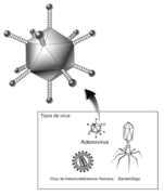 Los adenovirus pueden ser modificados para usarse en terapia génica