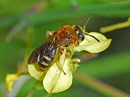 Andrena lagopus