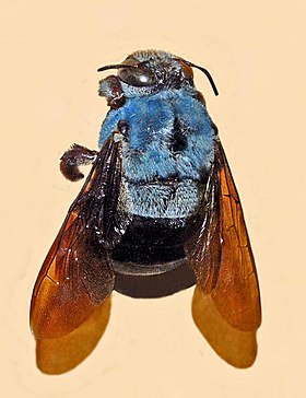 Xylocopa caerulea de Penang. espécime de museo