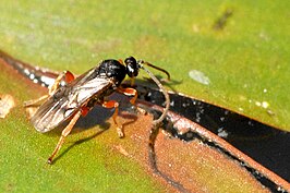 Apsilops cinctorius