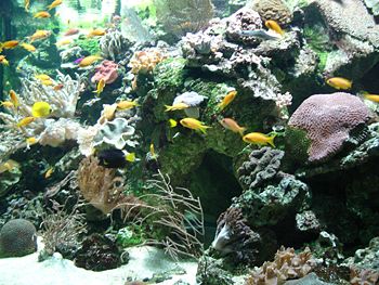 Aquarium tropical - bac marin.JPG