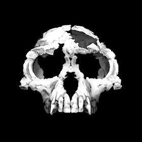 Reconstrução digital do crânio de "Ardi", a fêmea de Ardipithecus ramidus