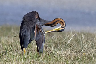 20/08: Un agró roig (Ardea purpurea) a Tarn (França)