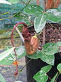 Листья Aristolochia trilobata