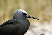 black seabird with white forehead